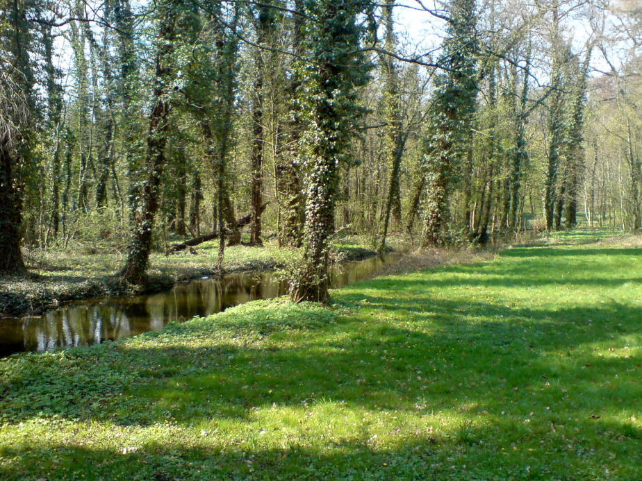 Wiesen und Bäume