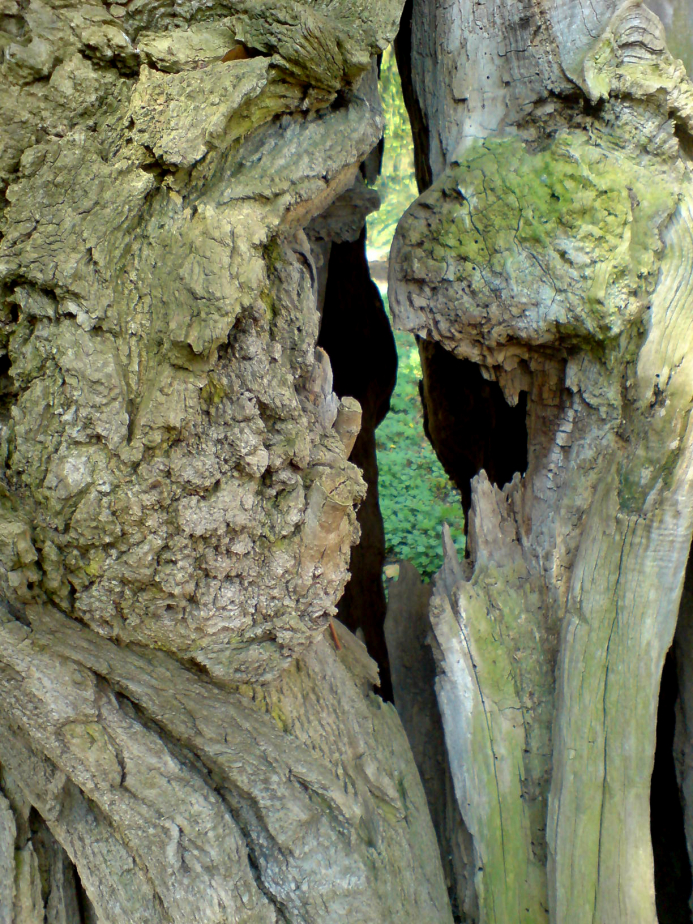 Baum mit Durchguck
