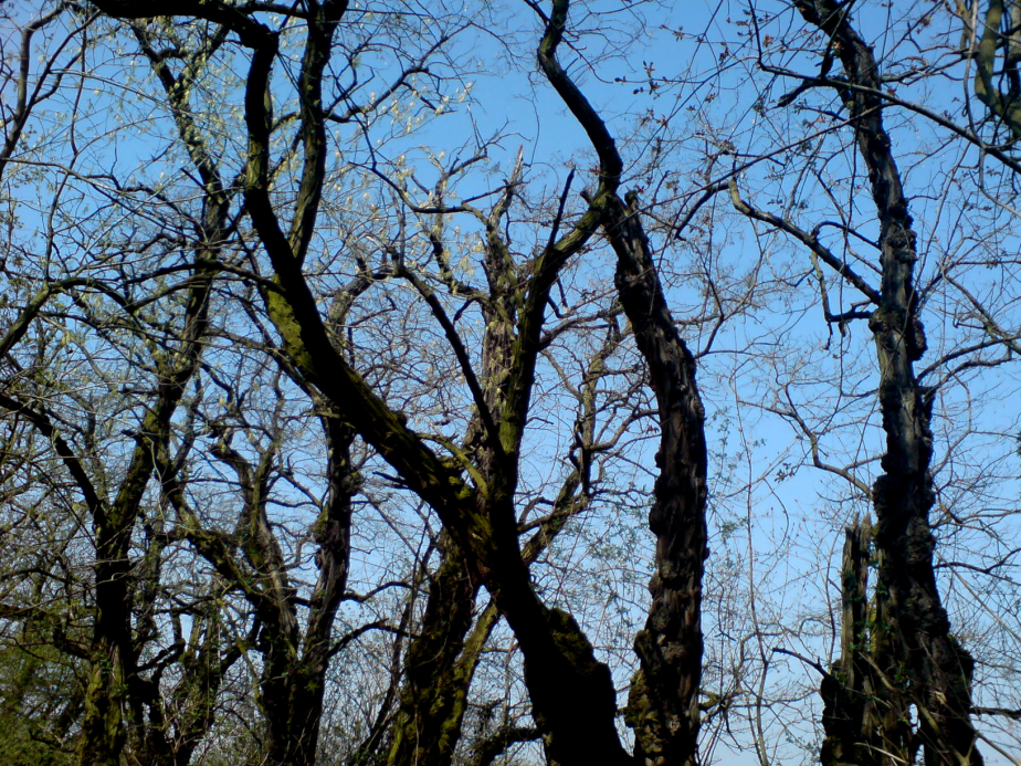 alte knochige Bäume vorm Frühlingshimmel
