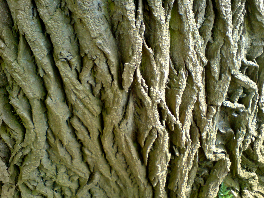 Baumrinde