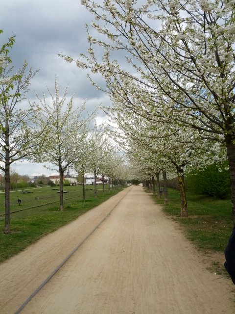 Bahntrassenradeln in Halle