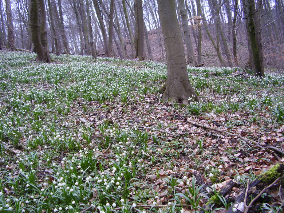 Märzenbechertal