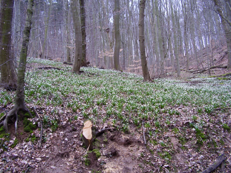 Märzenbechertal