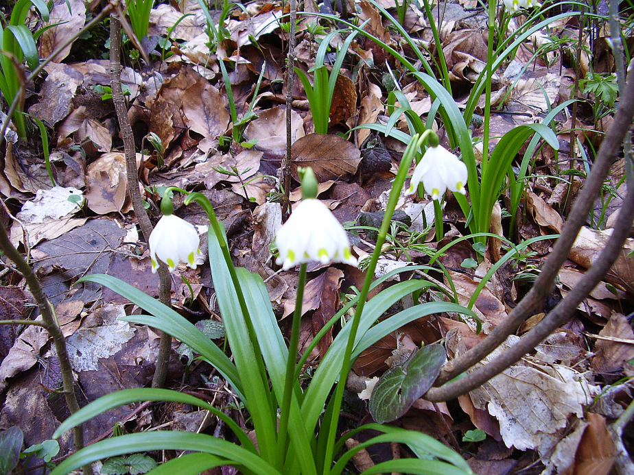 Märzenbechertal