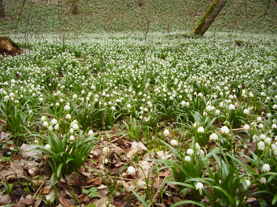 Märzenbechertal
