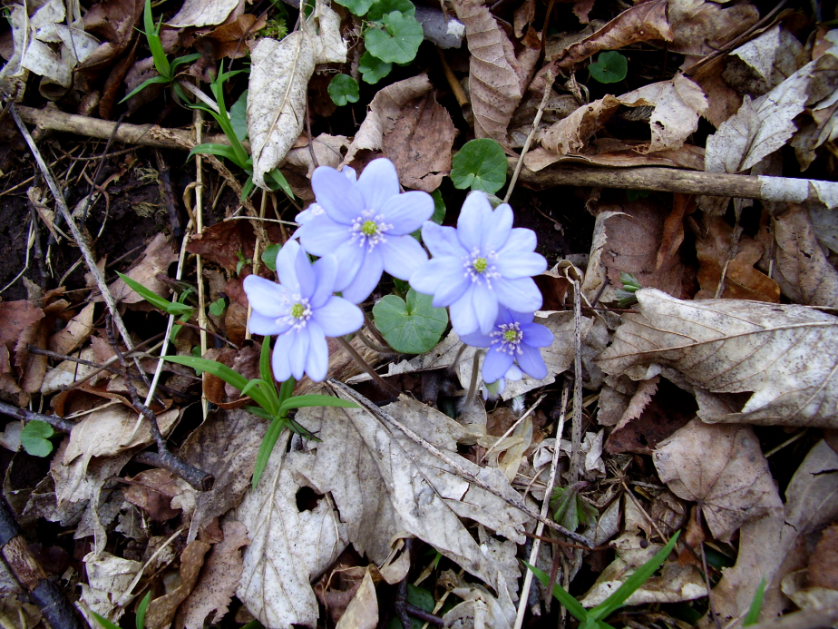 Leberblümchen