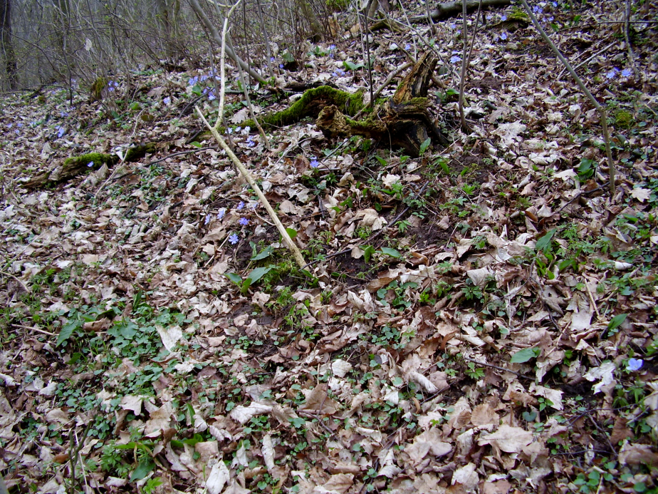Leberblümchen