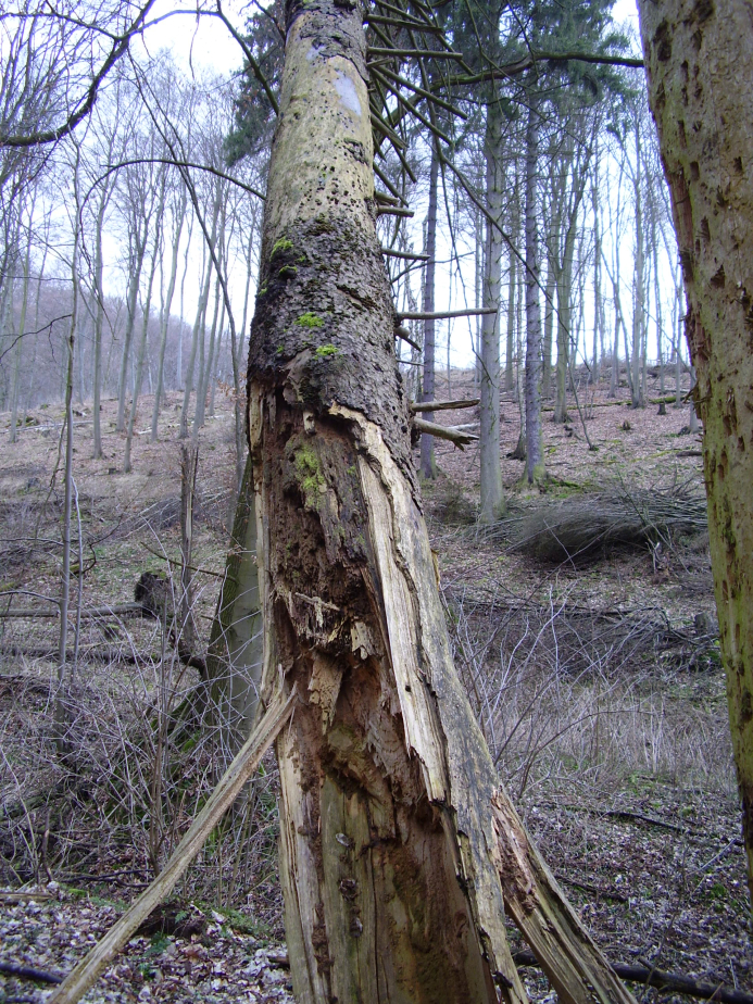 Abgestorbener Baum, der sich an einen gesunden Gefährten lehnt. Hoffentlich hält's!