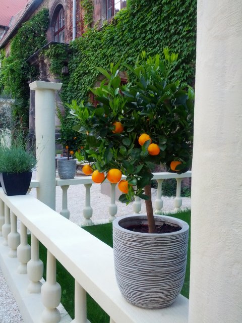 Italienischer Landschaftsgarten in der Neuen Residenz
