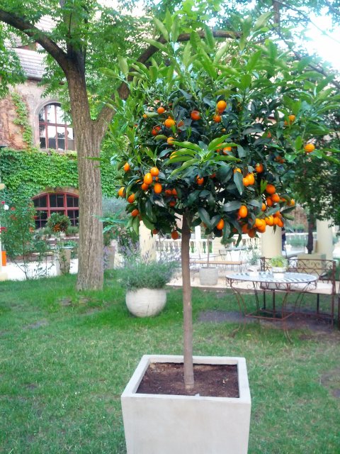 Italienischer Landschaftsgarten in der Neuen Residenz