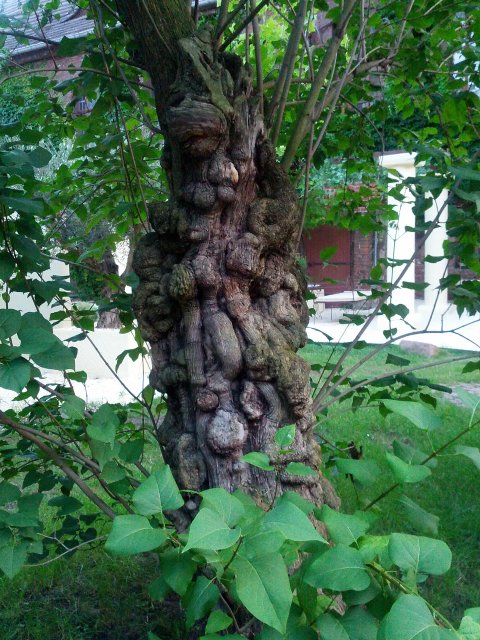 Italienischer Landschaftsgarten in der Neuen Residenz