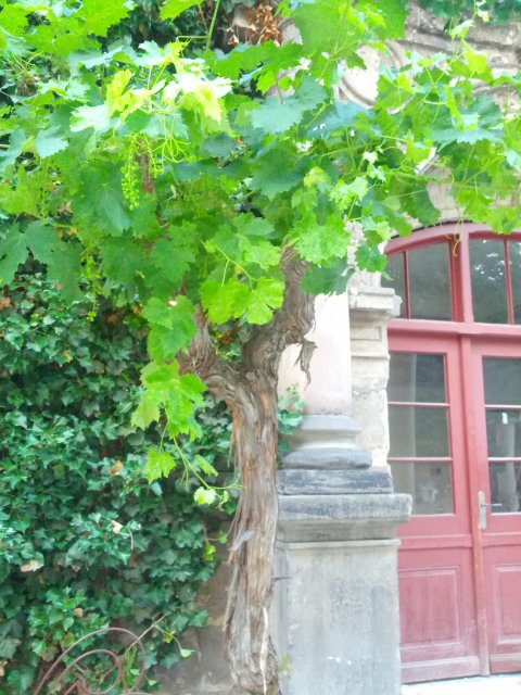Italienischer Landschaftsgarten in der Neuen Residenz