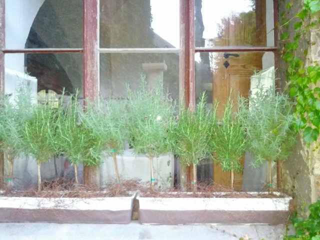 Italienischer Landschaftsgarten in der Neuen Residenz