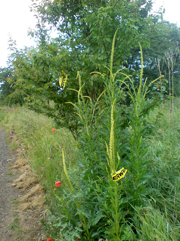 Grasmarkierung