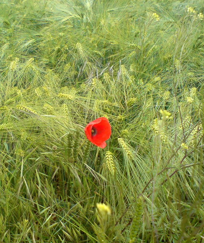 Mohnblüte in Wintergerstenfeld
