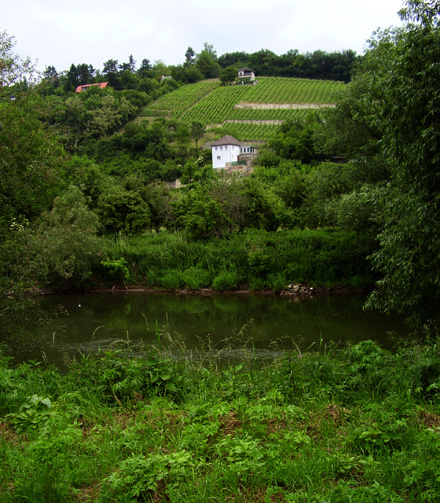 Weinberge bei Naumburg