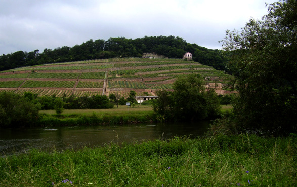 Weinberge