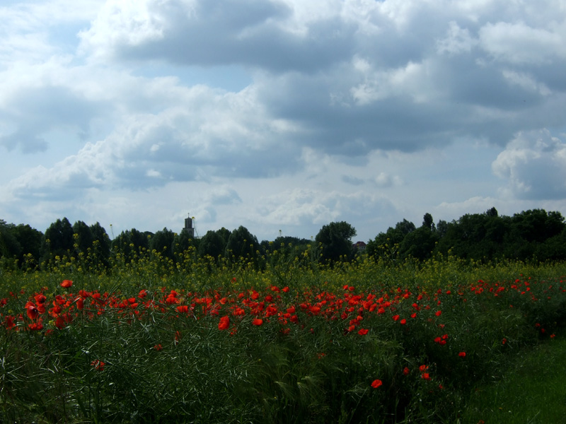 Wiese mit Raps und Mohn