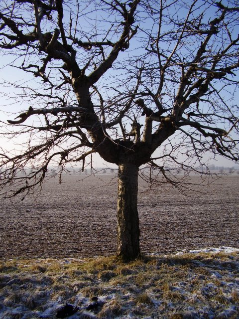 Winterpilgern Januar 2011