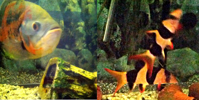 umgestossenes Häuschen im Aquarium, aufgeregte Fische