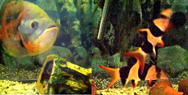 umgestossenes Häuschen im Aquarium, aufgeregte Fische umgestossenes Häuschen im Aquarium, aufgeregte Fische