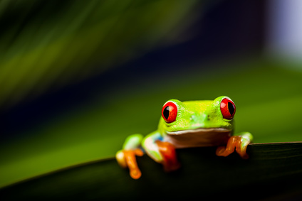 ★ © oleksajewicz fotolia.de | Frosch Frosch