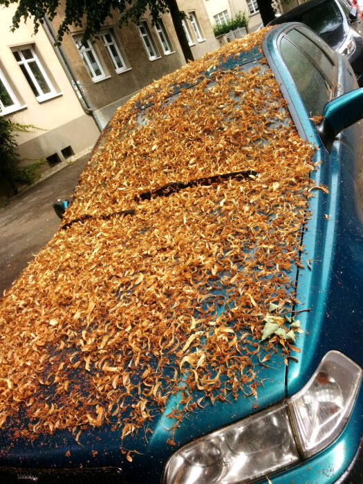 ★ Lindenblüten auf dem Auto Lindenblüten auf dem Auto