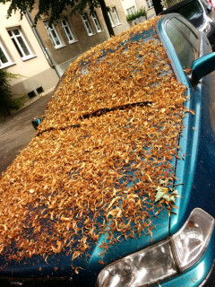 Lindenblüten auf dem Auto Lindenblüten auf dem Auto