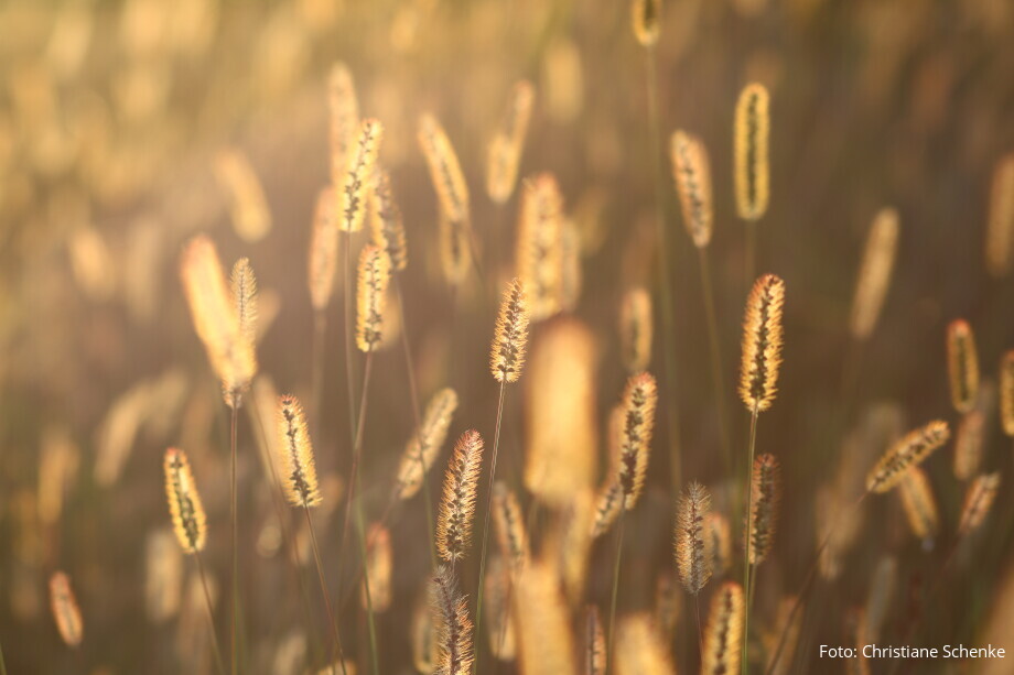 Gräser in der Abendsonne