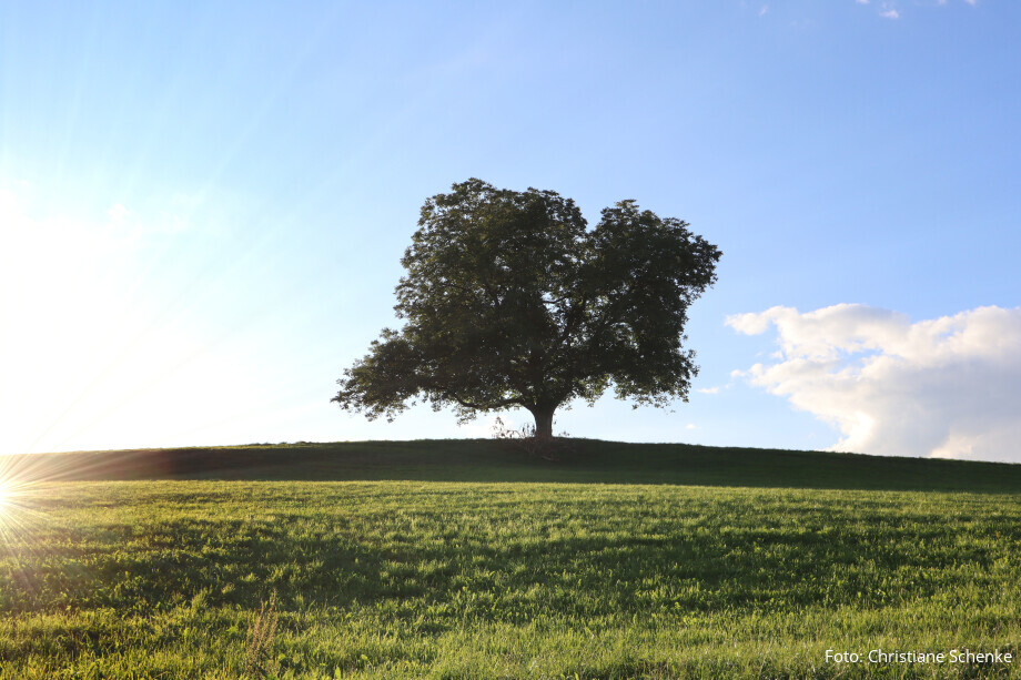 ★ © Christiane Schenke | Baum in weiter Landschaft