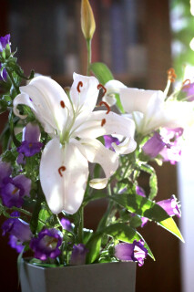 Die weiße Lilie ist im Kurs in Wundern das Symbol der Vergebung