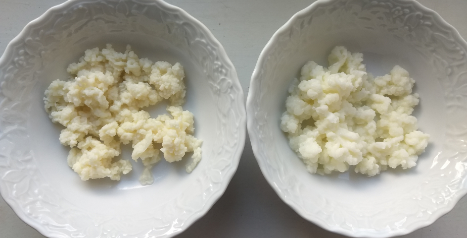 Milchkefir-Pilze