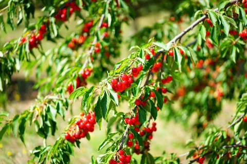 Kirschbaum voller Früchte ‒ Symbol für Überfluss