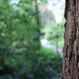 Baum im Wald | © Christiane Schenke