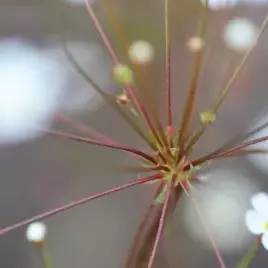Blüten im Garten | © Christiane Schenke