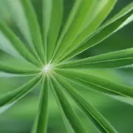 Blüten im Garten | © Christiane Schenke